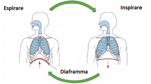 respirazione diaframmatica
